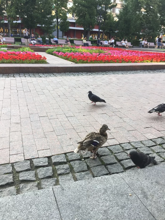 It's hot in Moscow, even the ducks came out for a walk in the center. Metro Pushkinskaya - My, Longpost, Birds, Duck, Pigeon, Moscow