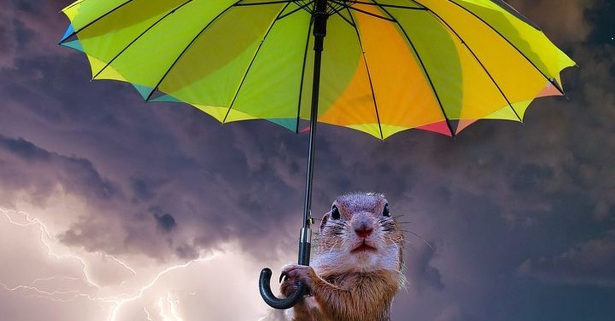 Rain animals. Дождь прикольные. Животные дождь. Животные под дождем. Гроза зонт.