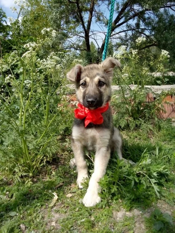 Sad but beautiful puppy captivated everyone at the shelter - My, Puppies, Dog, Animal Rescue, Animal shelter, Longpost, In good hands, Saint Petersburg, No rating, The photo