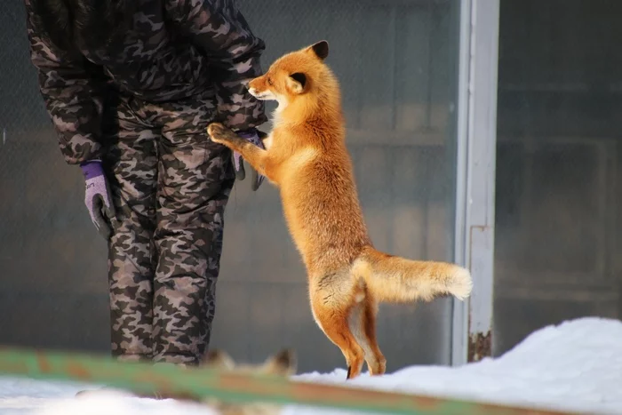 Give it, give it, give it! - Fox, Animals, Wild animals, The photo