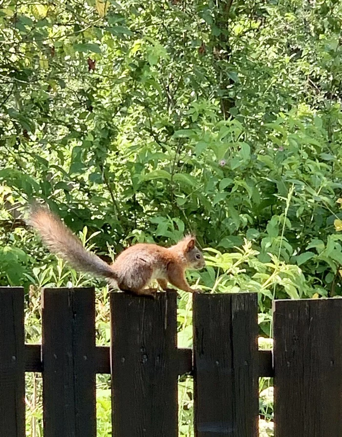 Squirrel - My, Squirrel, Animals, Dacha, Video, Longpost, The photo, Photo on sneaker, Mobile photography