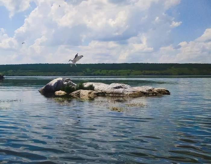 Troll lying in the water - My, Troll, The photo, Photo on sneaker, Dnieper, Island, Seagulls