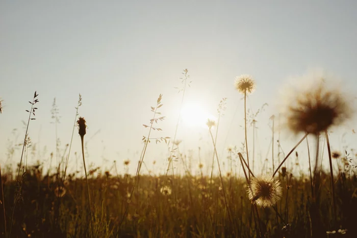 Native spaces - Nature, The photo, Flowers, Sony, Longpost