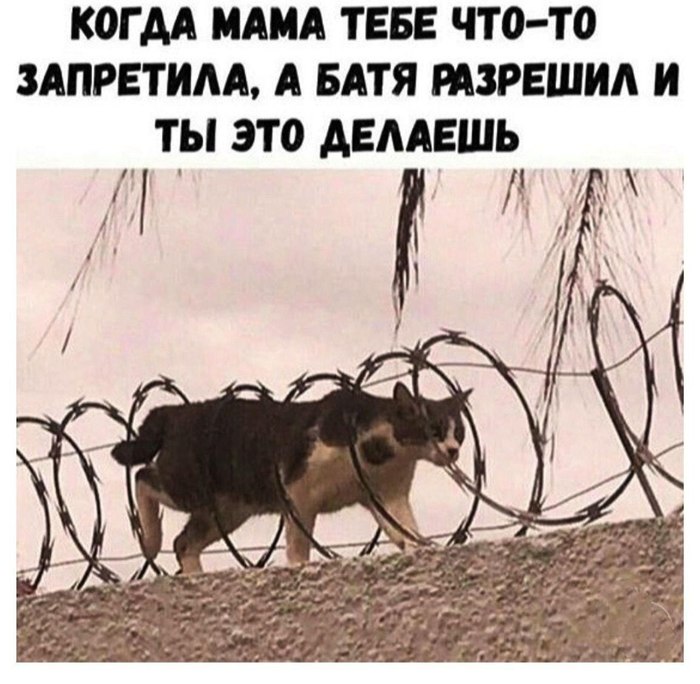 Папа может