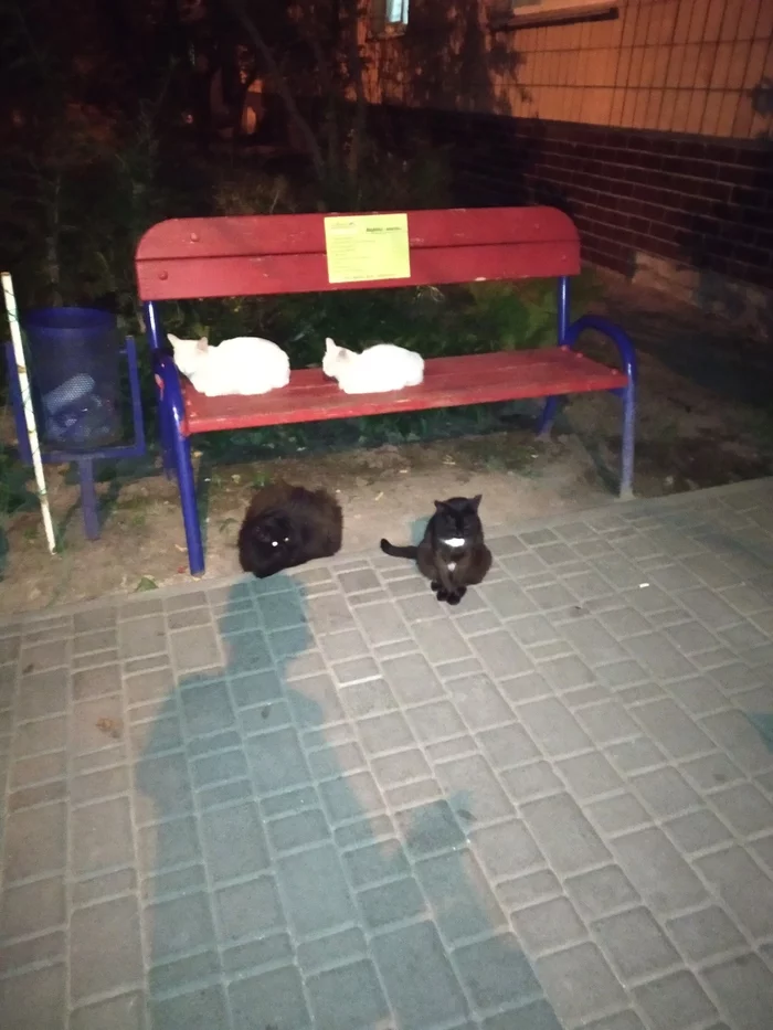 Kote are racists) - My, cat, Bench, Black cat