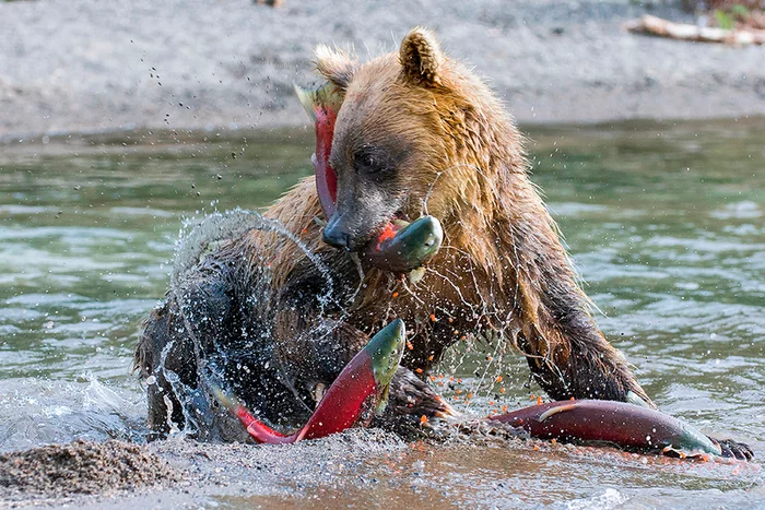 It’s not for nothing that I’m known as a fisherman, three at once - with one blow! - The Bears, Brown bears, Fishing, Sockeye salmon, Kamchatka, wildlife, Wild animals