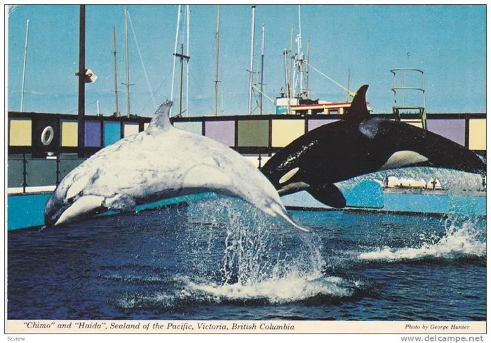 Albino killer whale in public - My, Killer whale, Mammals, Albino, Dolphin, The photo, Interesting, Longpost