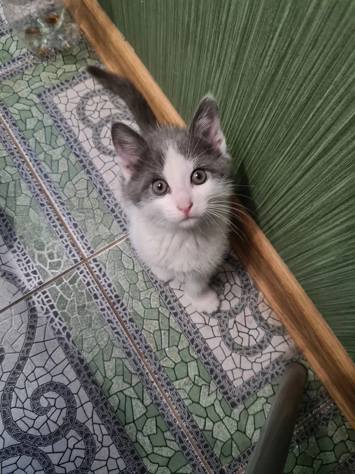 Kitten is looking for a home! Urgent! - My, Longpost, Saint Petersburg, Leningrad region, cat, No rating, In good hands, Kittens, Animal shelter