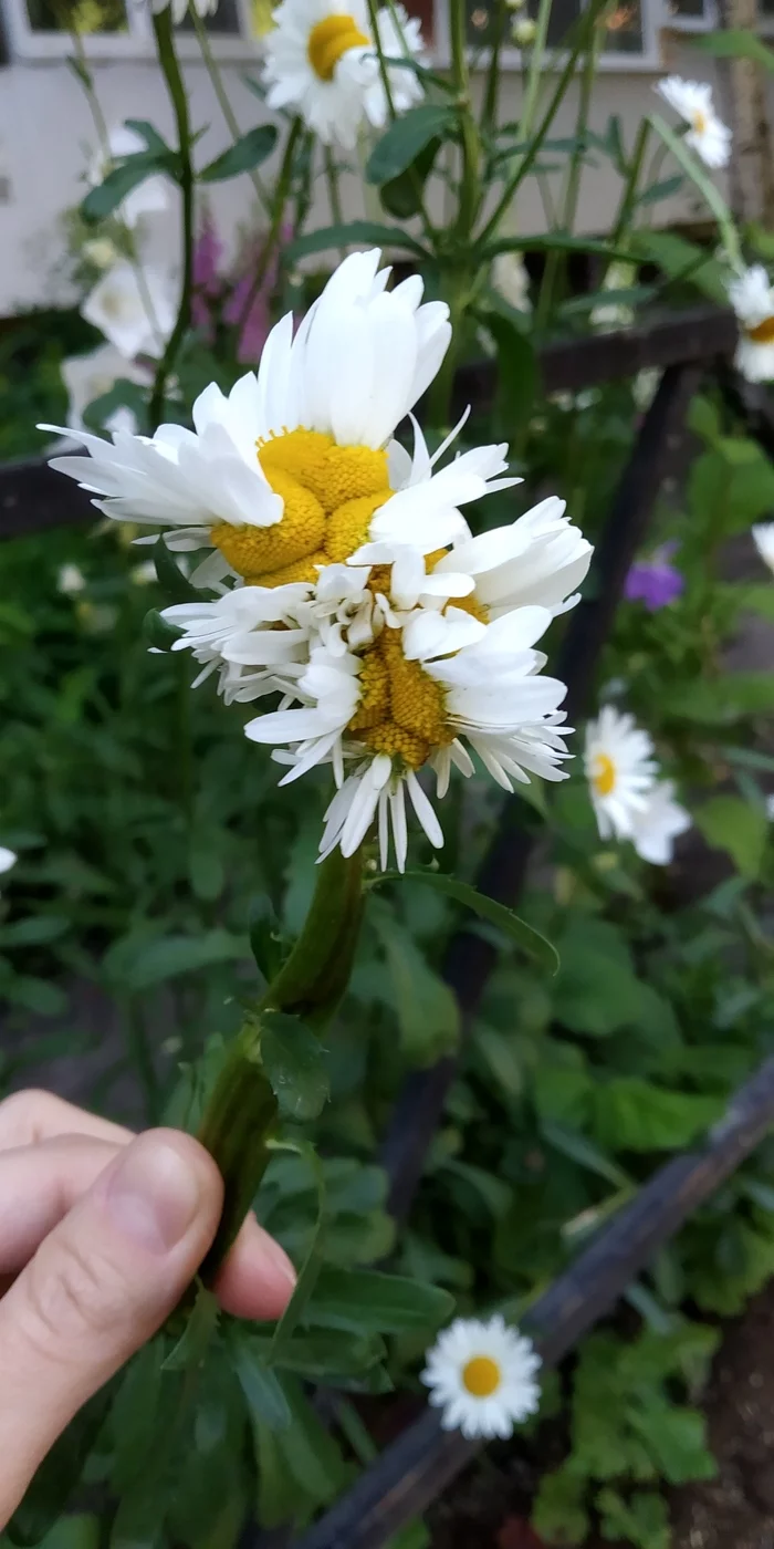 Mutants Among Us - My, Chamomile, Flowers, Siamese twins, Mutation, Unusual, Longpost