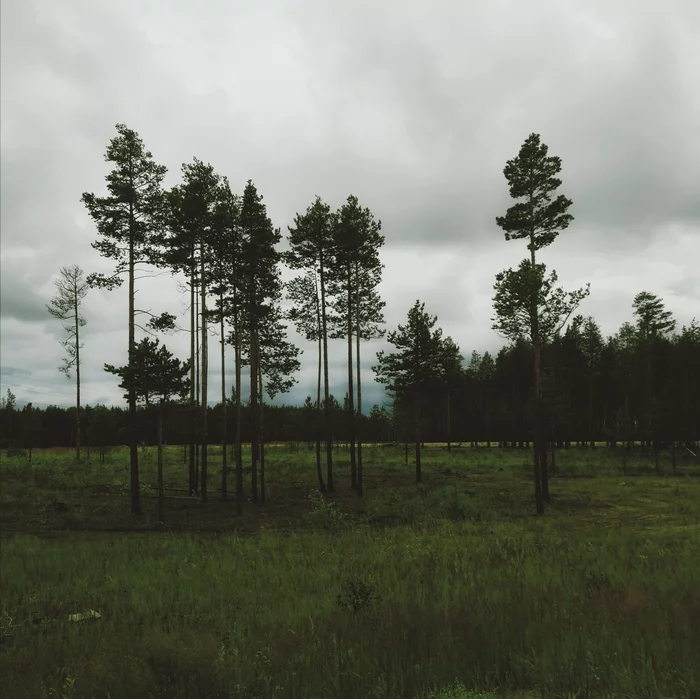 Sometimes I'm my mother's photographer - 2 - My, Photo on sneaker, The photo, Forest, Sand, Swamp, Longpost