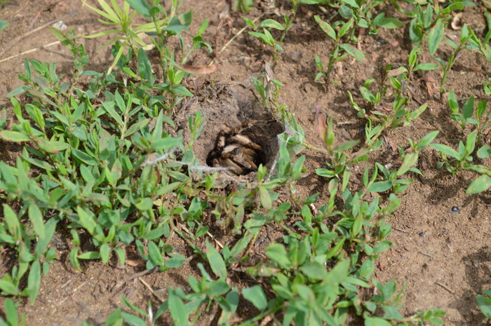 Паучок? | Пикабу