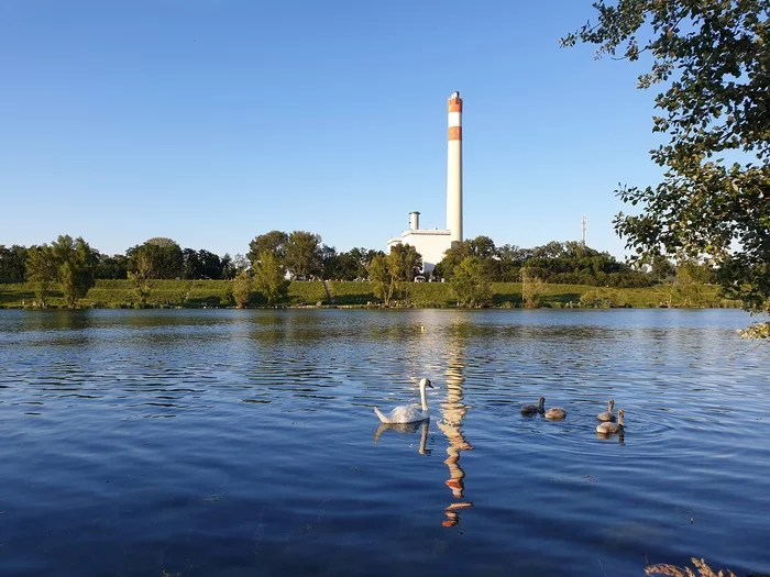 ugly ducklings - My, Swans, Positive, Danube, ugly duck, Milota, Birds