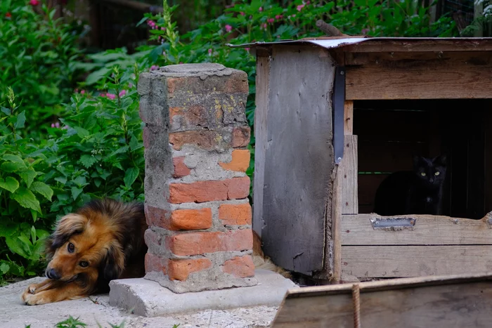 Squatter - My, cat, Black cat, Dog, Squatting, Jupiter - 11, Fujifilm