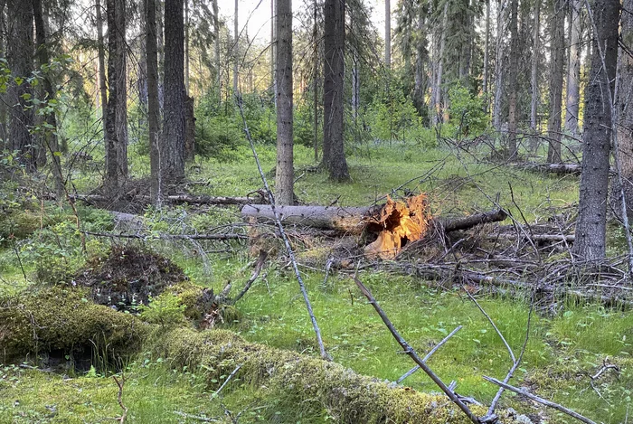 Forest glitches: pseudo-bonfire - My, Forest, Is burning, Shovel, Sad humor, Leningrad region