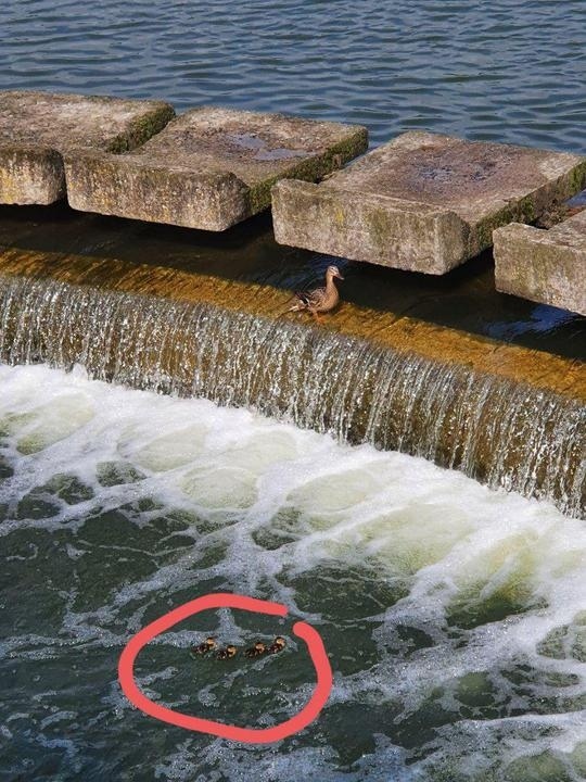 Minsk rescuers helped ducklings who could not get out of the water at the Tsnyanskoye Reservoir - Republic of Belarus, Minsk, Rescuers, Ministry of Emergency Situations, Duck, Ducklings, Kindness, Longpost, Animal Rescue