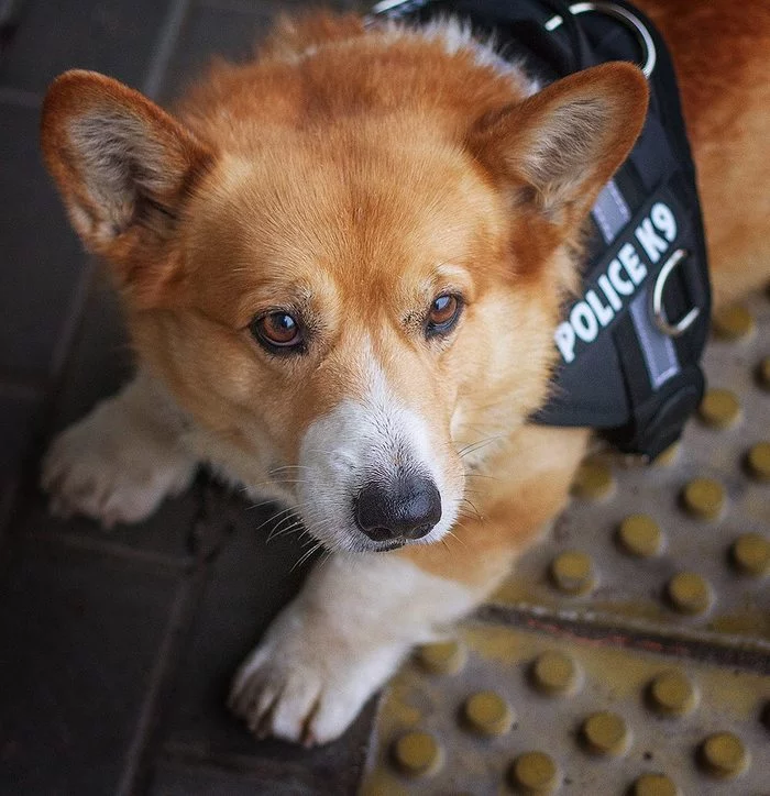 Nizhny Novgorod corgi policeman named Red retired - Corgi, Dog, Police, Nizhny Novgorod, Longpost, Video