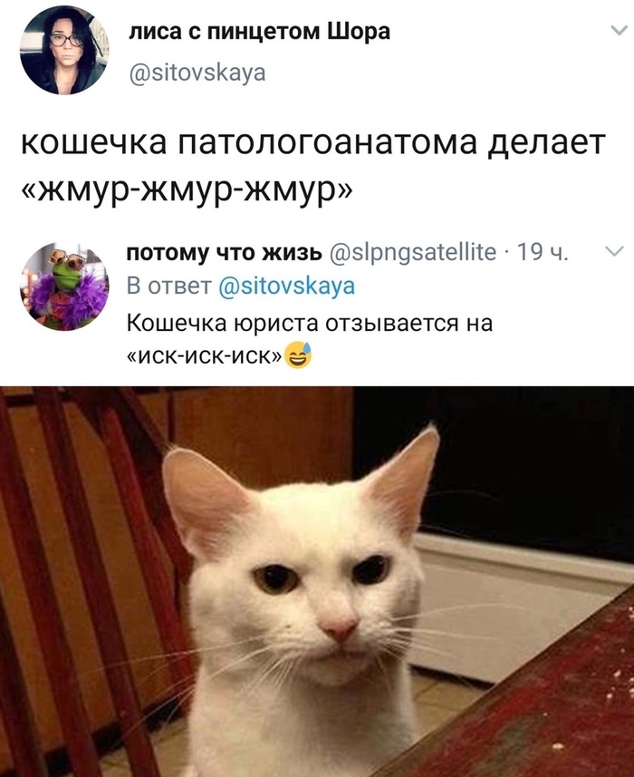 О кошках различных специалистов Кот, Twitter, Скриншот