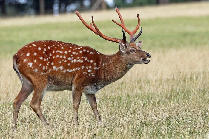 About feeding deer - My, Deer, Horns, Spotted deer, China, Feeding, Longpost