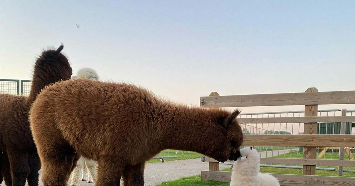 Коричневая лама