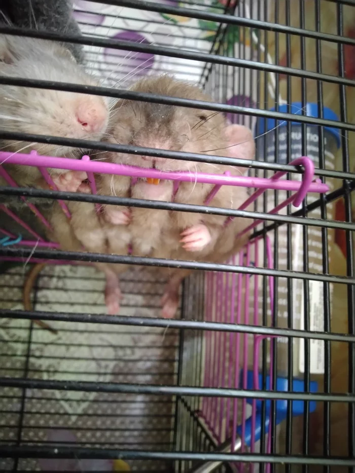 When you can relax to the maximum - My, Rat dumbo, Rat, Relaxation, Legs