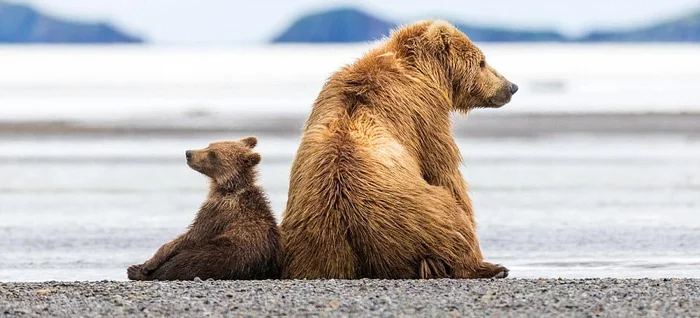 That's how it should be! - The Bears, Young, Danger, Fight, wildlife, Wild animals, Alaska, National park, Longpost