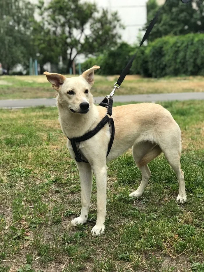 We'll put it in good hands - My, Dog, Kiev, Animals, In good hands, Longpost, No rating