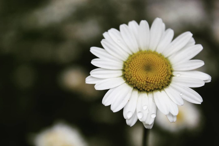 Shall we tell fortunes? - My, Canon 4000d, Chamomile, Flowers