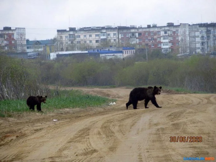 It's fun there in Okha!... - The Bears, Brown bears, Town, Sakhalin, Oja