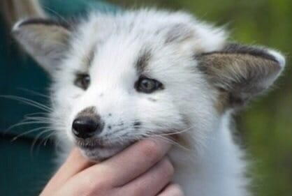 Canadian marble fox) - Fox, Milota, Animals, marble fox