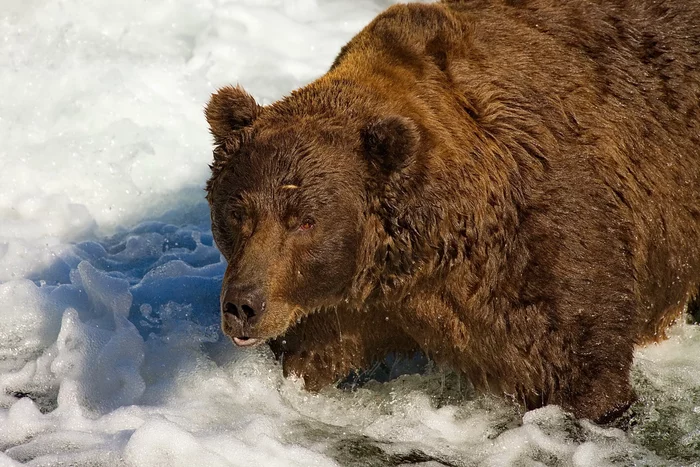 bearish look) - The Bears, Alaska, National park, Sight, Wild animals, wildlife, The national geographic, The photo