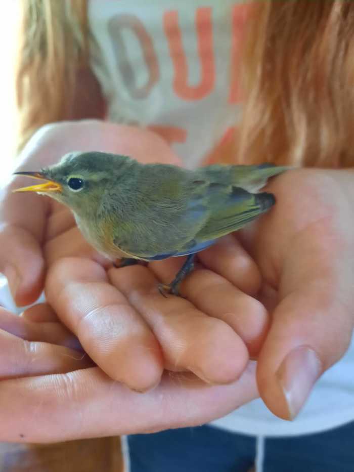 Help me identify the bird - My, Ornithology League, Chick