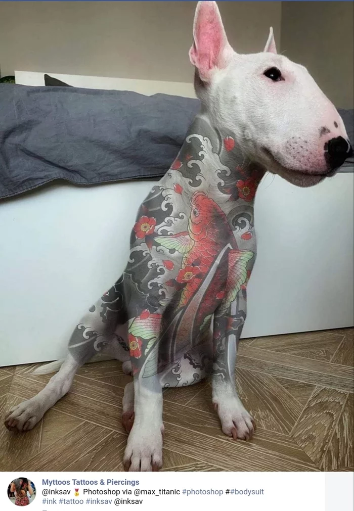 tattoos - Tattoo, Dog, Photoshop, Photoshop master, Bull terrier