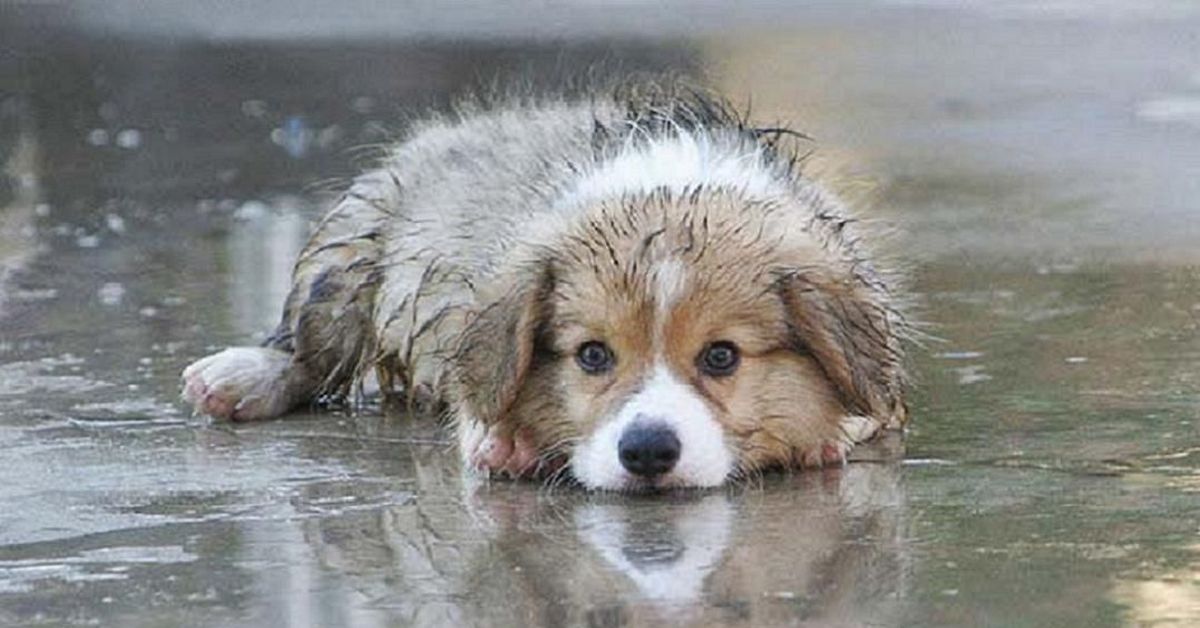 Собака дождь. Щенок под дождем. Брошенный щенок. The pup is wet. Wet Puppy.