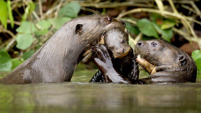 Fear and Terror of the Amazon - My, Otter, Animals, wildlife, Nature, Zoology, League of biologists, Longpost