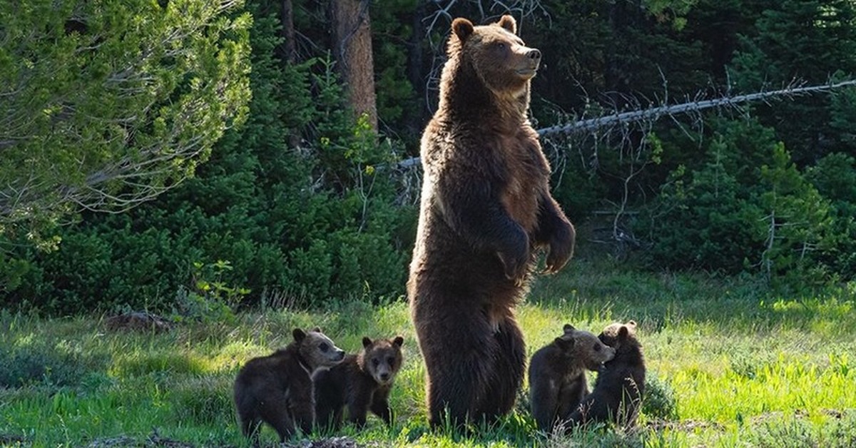 Bears live in forests. Медведи Гризли Йеллоустоун. Медведь Гризли. Медведь Гризли с медвежатами. Медведь Гризли США.