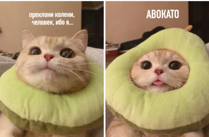 Awe, KOTIKO! - cat, Picture with text, Avocado