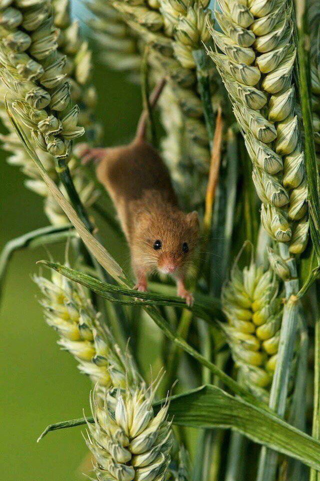 Field mice can be cute too) - Field mouse, Milota, Longpost