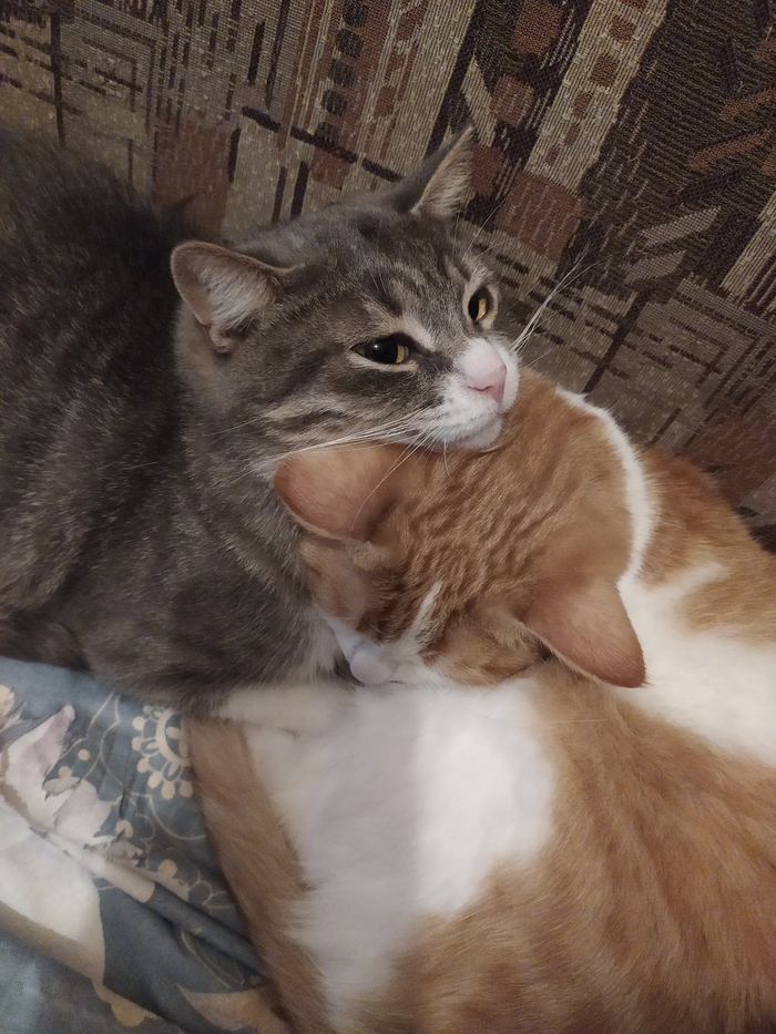 ������ ����