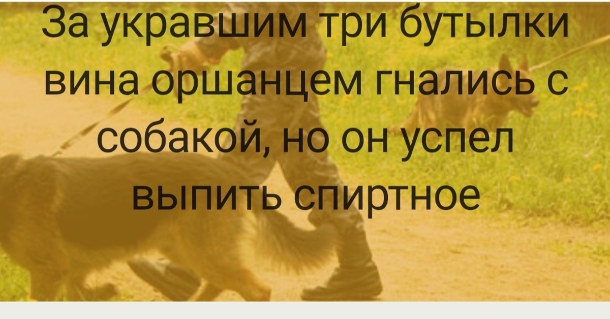 Вот же собака... | Пикабу
