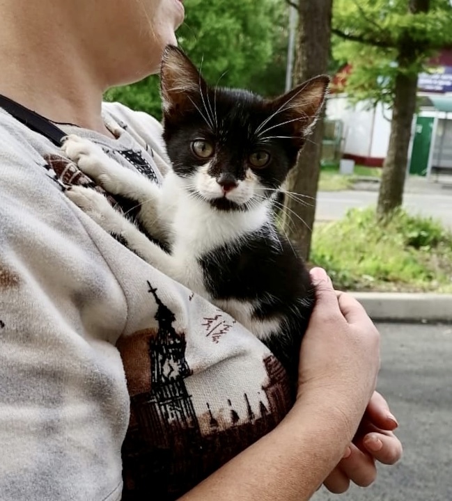 The “kind” aunt asked the children to hold the kitten while she bought groceries and did not return - My, Kittens, cat, Help, Animal Rescue, Animal shelter, In good hands, Homeless animals, Meanness, Longpost