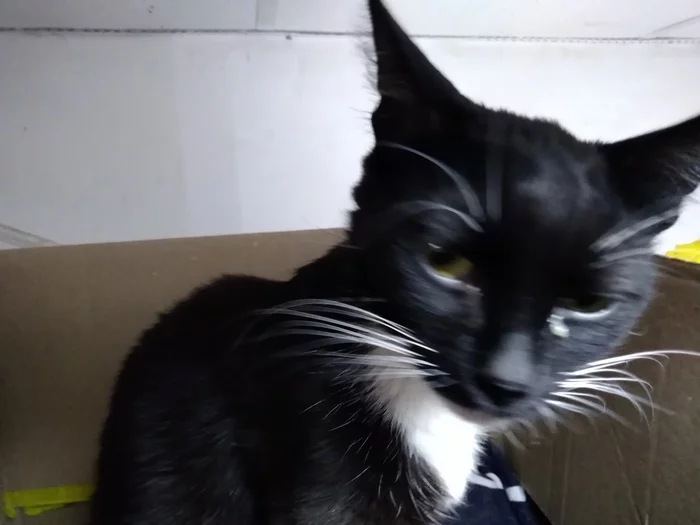 Mytishchi. Cat abandoned by owner. Needs a home - No rating, Longpost, cat, In good hands, Mytischi, Moscow region, Moscow