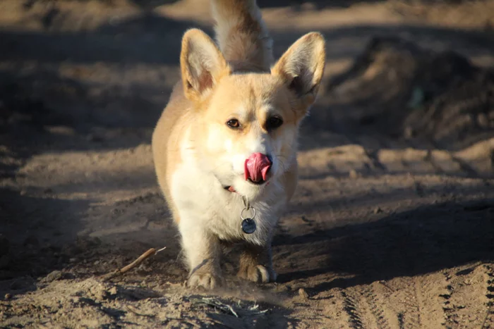 Polar day - My, Corgi, Dog, Polar day, Nature