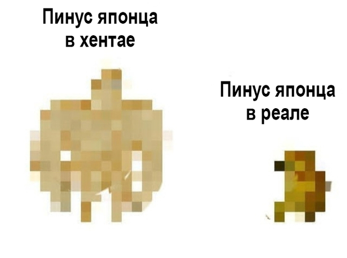 И тут я понял что у меня японские корни