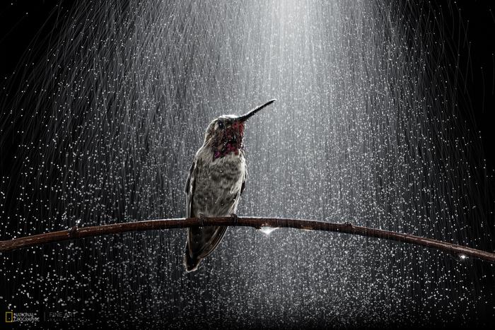 Hummingbird in the rain - Animals, Nature, Hummingbird, Rain