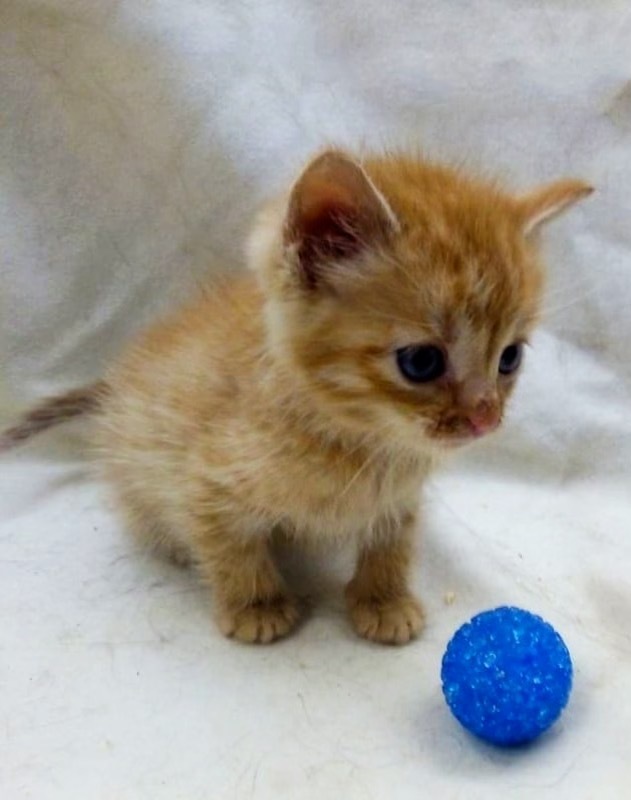 The red sun is slightly larger than a woman’s palm. The kitten was returned to the shelter again - My, cat, Kittens, Animal shelter, In good hands, Kindness, Good, Homeless animals, Redheads, Longpost