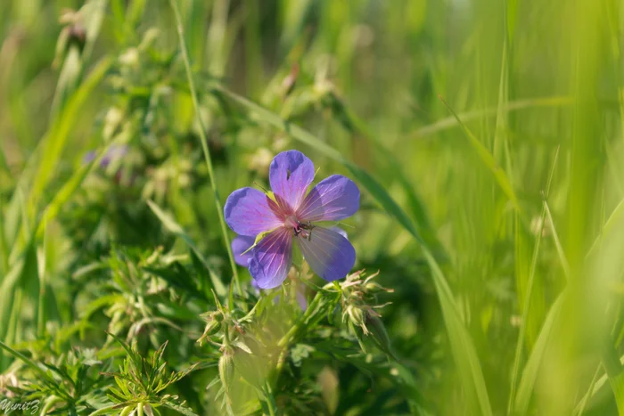 On the shore - My, The photo, Nature, Angara River