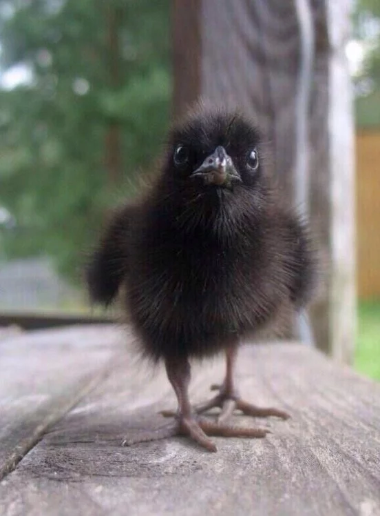 A very serious guy - a crake chick - Chick, Longpost, Birds, Crake