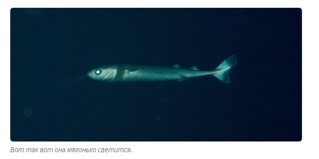 Glow Shark: Extreme Level Parasite. This little guy feeds on big sharks and whales! - Shark, Yandex Zen, Longpost, Animals