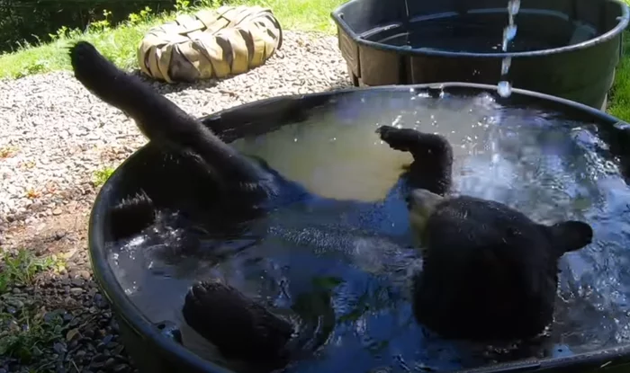 The main thing is to gracefully place your back paw on the side of the pool) - The Bears, Black Bear, Zoo, Portland, Oregon, Summer, Swimming pool, The national geographic