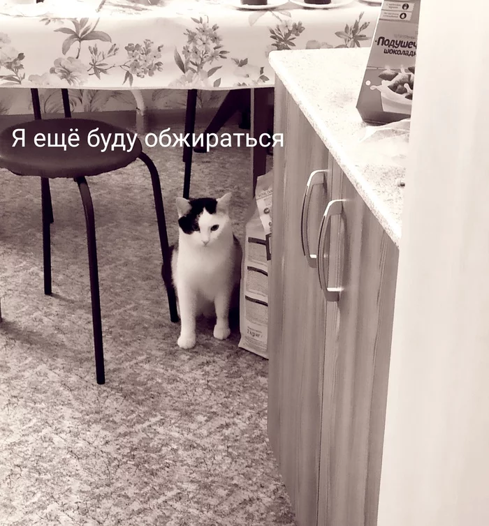 Not fat, but fluffy - My, cat, Humor, Kindness, Milota, Fullness, Longpost